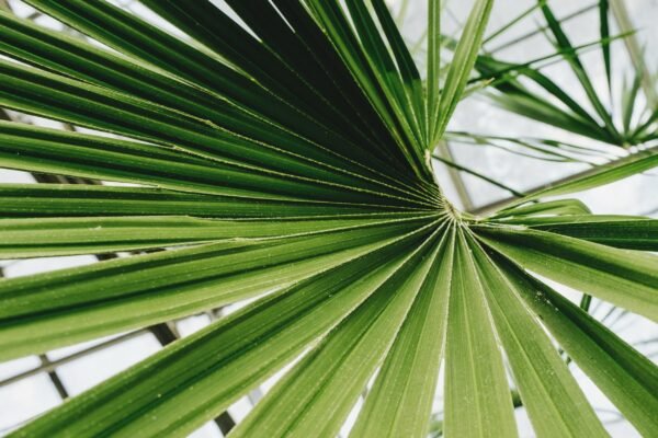 Tropical Oasis Wallpaper - Blue, Green & White - Botanical Palm Leaf Mural - Lush & Vibrant Wall Mural - Living Room, Bedroom, Bathroom