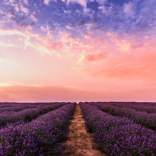 Lavender Field at Sunset Wallpaper - Blue, Orange, Pink & Yellow - 3D Landscape Mural - Floral Wall Mural - Living Room, Bedroom, Bathroom