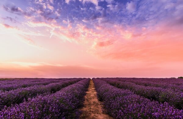 Lavender Field at Sunset Wallpaper - Blue, Orange, Pink & Yellow - 3D Landscape Mural - Floral Wall Mural - Living Room, Bedroom, Bathroom